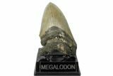 Serrated, Fossil Megalodon Tooth - North Carolina #188225-2